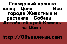 Гламурный крошка шпиц › Цена ­ 30 000 - Все города Животные и растения » Собаки   . Алтайский край,Камень-на-Оби г.